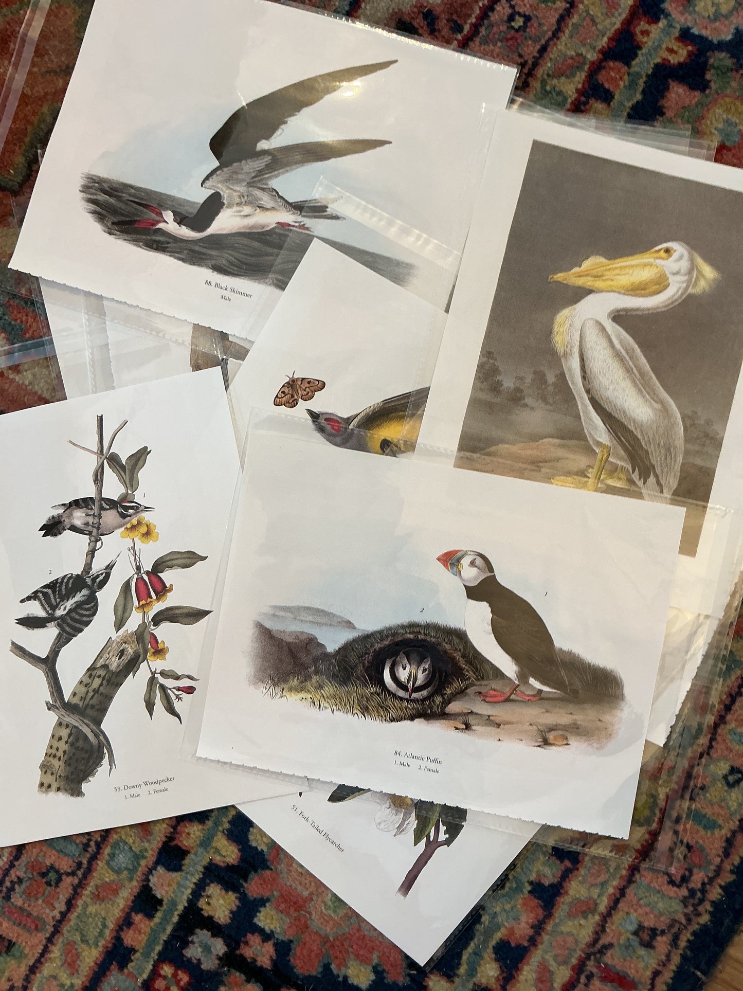 Audubon Book Plates