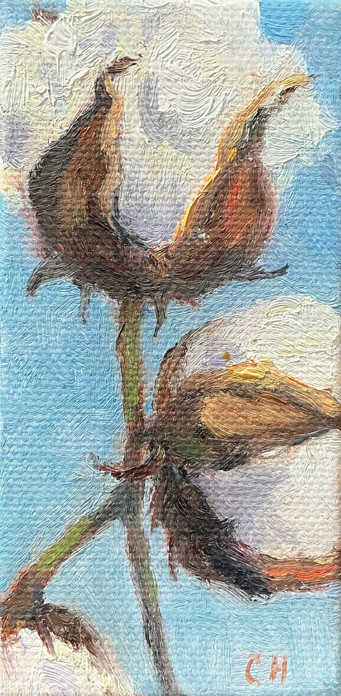 Cotton