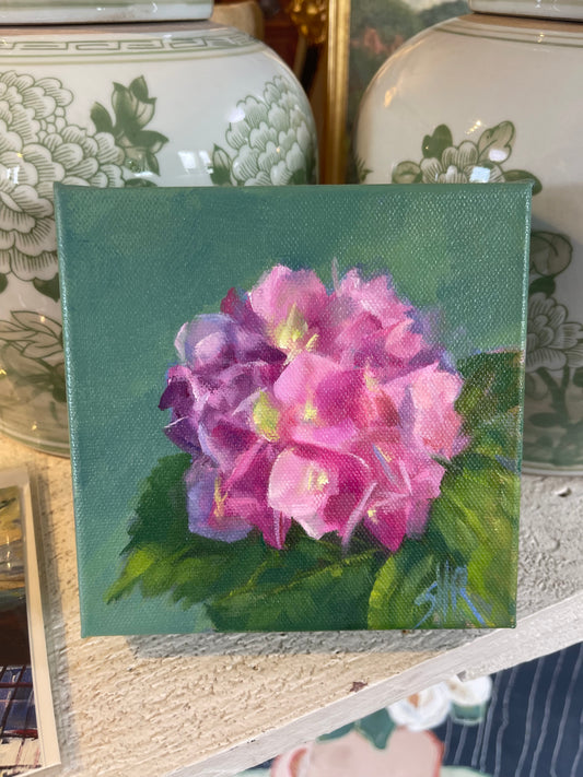Sally Reid pink Hydrangeas