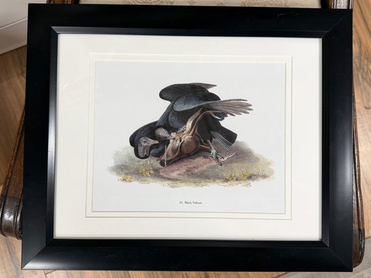 Framed Vulture
