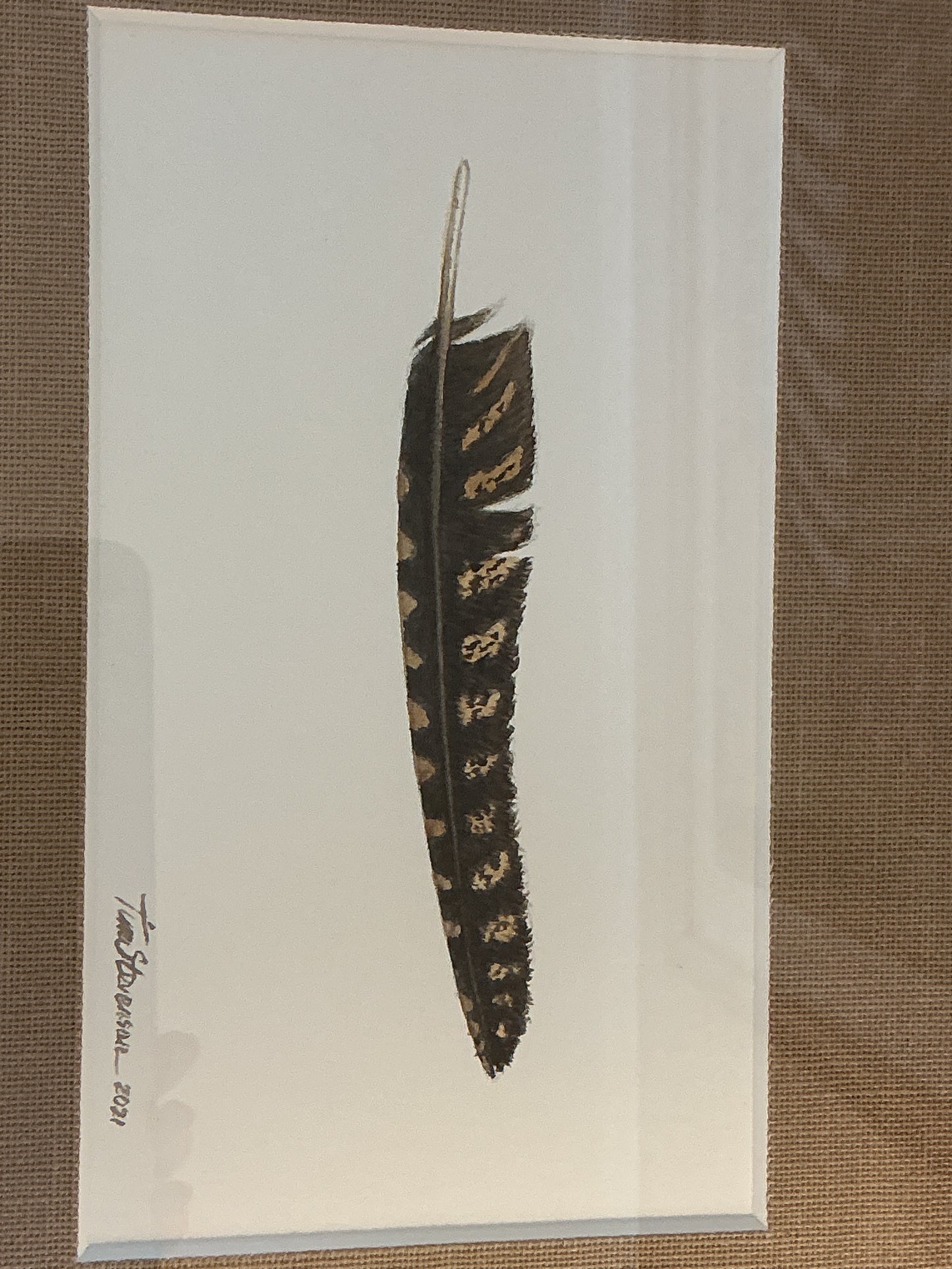 Tim Stevenson Whippoorwill Feather