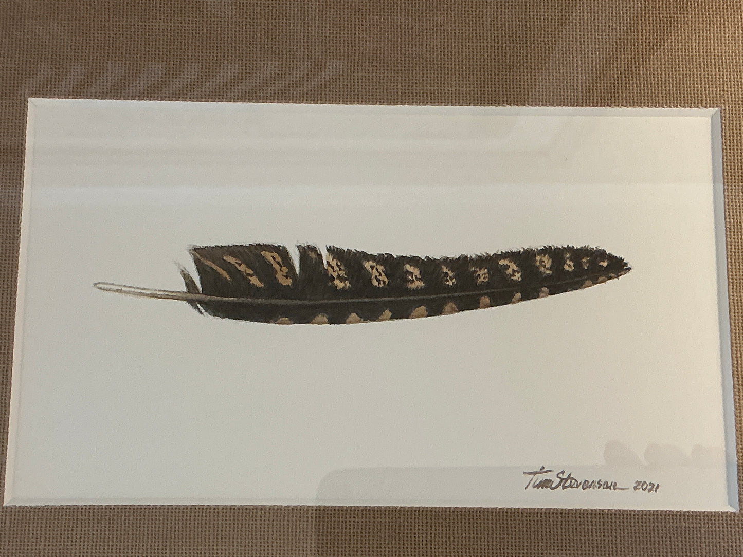 Tim Stevenson Whippoorwill Feather