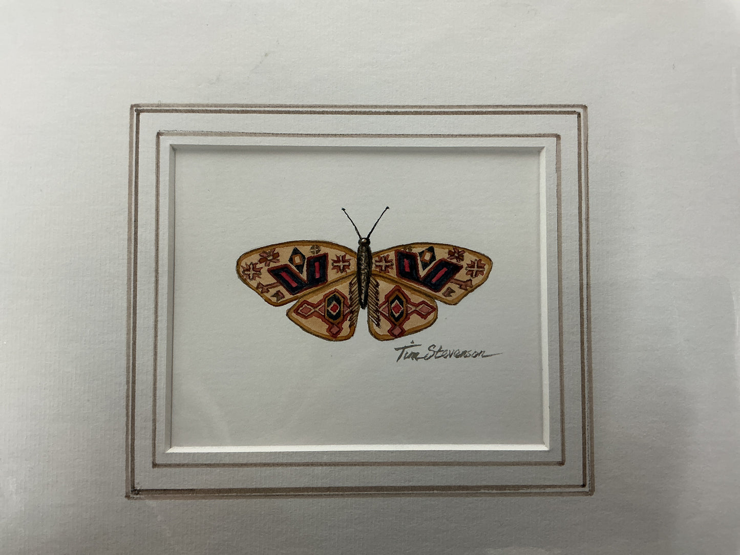 Butterfly Tim stevenson