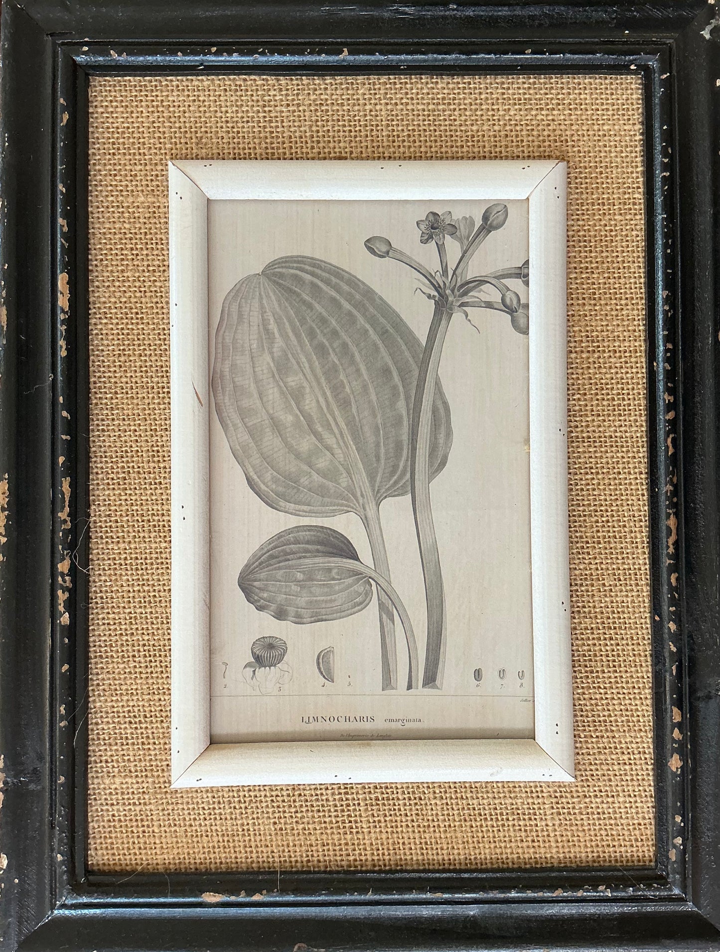 Botanicals, various prints