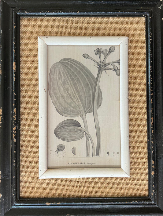 Botanicals, various prints