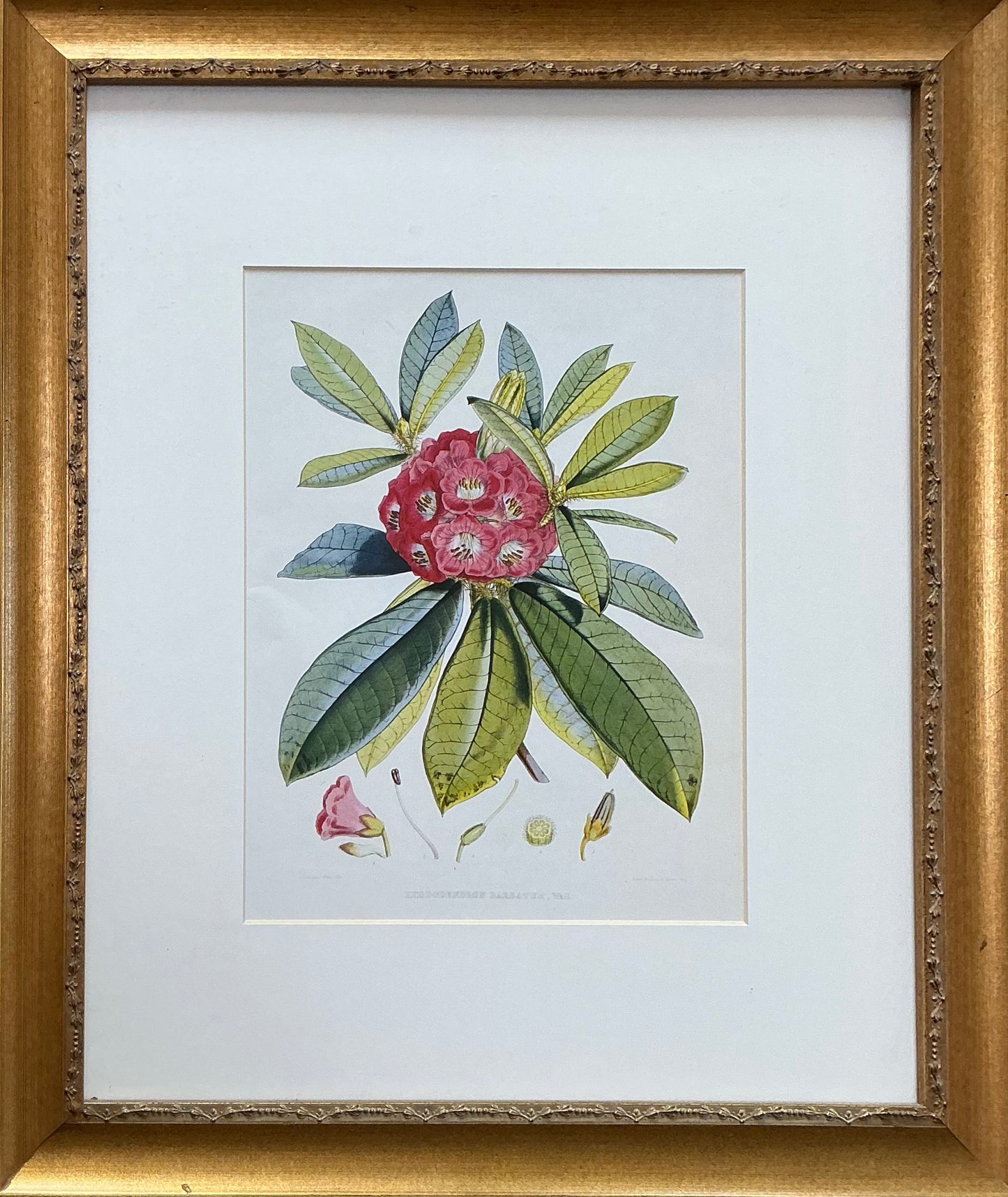 Botanical Print