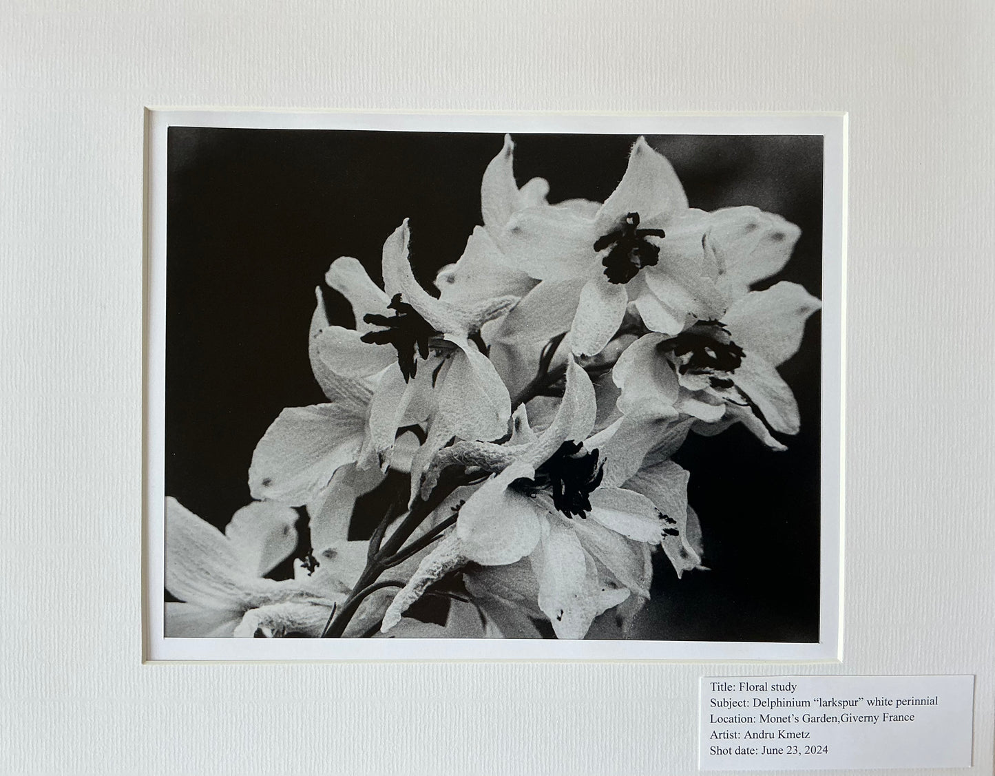 Floral Study