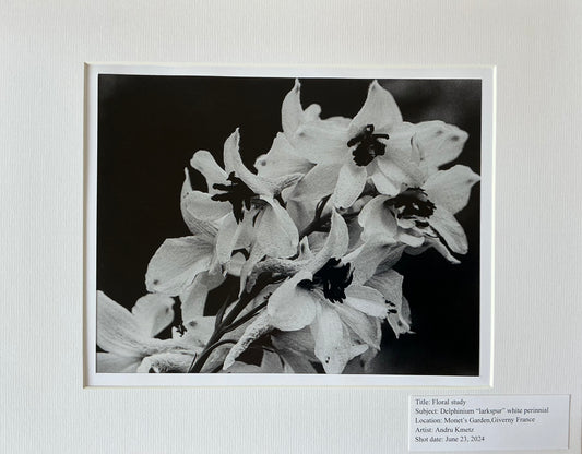 Floral Study