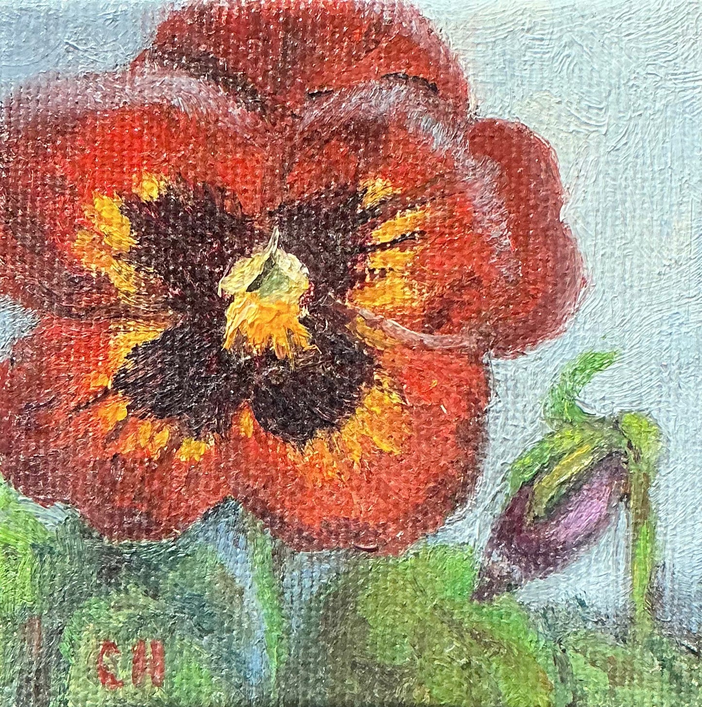 Pansy