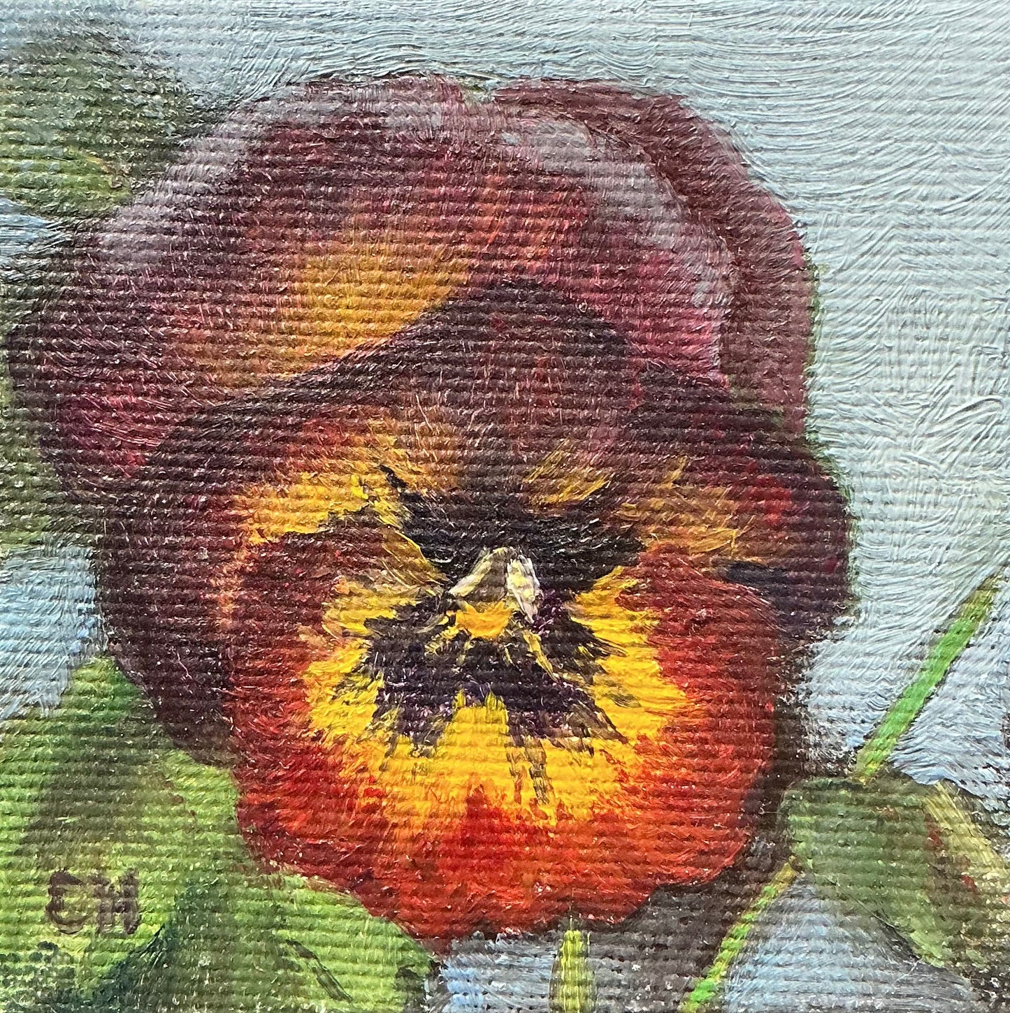 Pansy