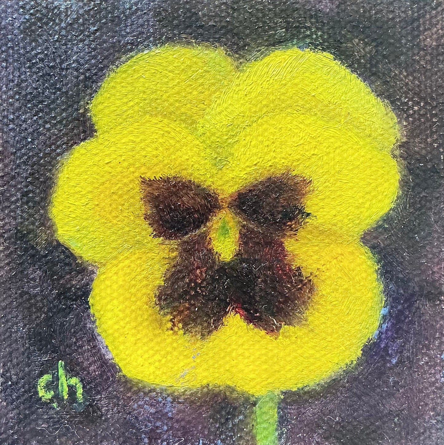 Pansy
