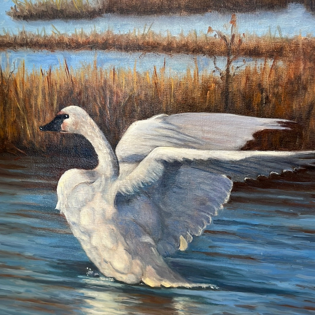 Swan by Carol Howdyshell